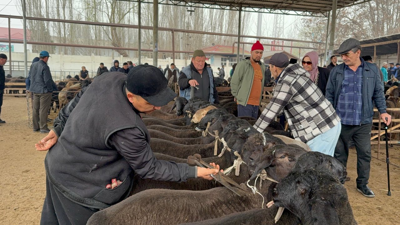 QUQON QUY BOZORI QUYLAR UTA KUP AKALAR 03 03 2026 SESHANBA 