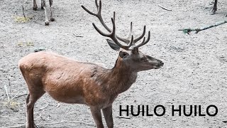 Huilo Huilo, los encantos de la naturaleza 💲 5 dólares la noche    | Parte 2/2