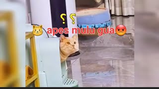 kucing lucu main bola!! oyen apes mulu😂 #kucinglucu #kucingoyen