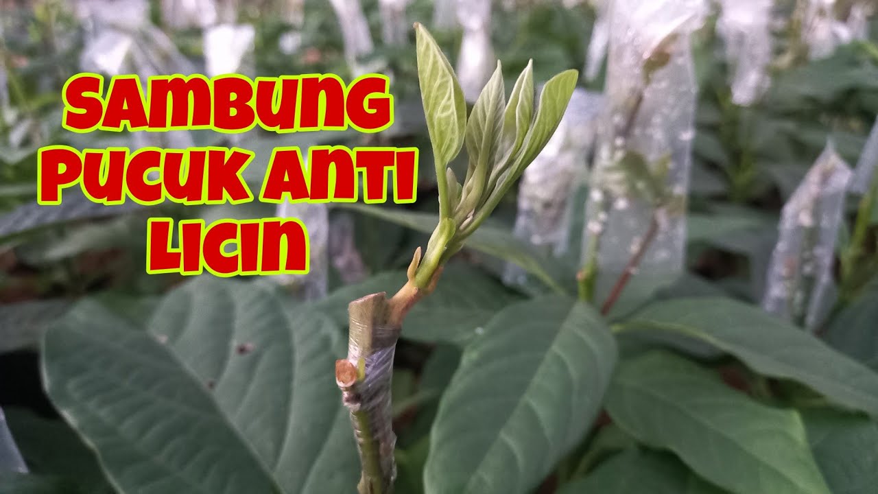 TERBONGKAR !!! Sambung Alpukat Agar Tidak Licin dan Berhasil