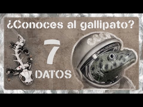 🚀🐲 7 Curiosidades del GALLIPATO (Pleurodeles waltl) ¡Alguna no la sabías! 🐲🚀