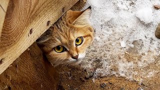 SAND CATS HAVE FORGOTTEN HOW TO HUNT LOCUSTS / Raccoon Gora doesn't want to share
