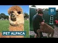Australian boy and his pet alpaca are inseparable