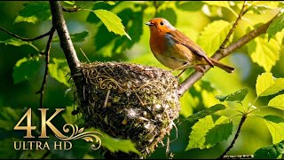 Natures Craftsmanship Bird Nest Building In Peace