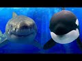 Paus Orca vs Hiu Putih | Siapa Penguasa Lautan yang Sebenarnya ?