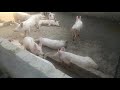 Visit of Mama Bhanja Pig Farm ll Fatehabad - Haryana ll Swastik Pig Farm