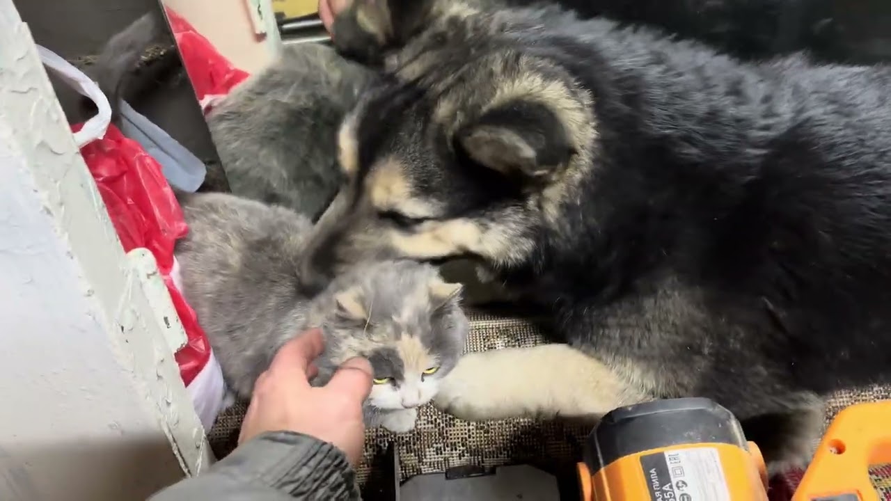 Волки всегда примут брошенных детей!!!