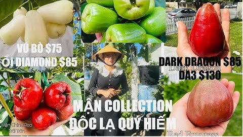 Chị Nga Sale Nhiều Giống Mận Collection Độc Lạ Quý Hiếm Giá Mềm tt1079