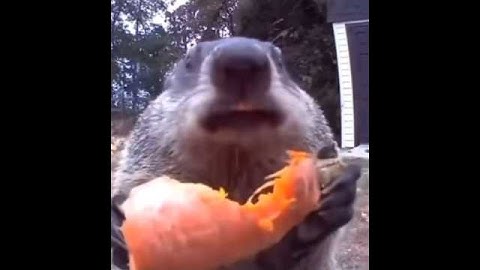Groundhog Steals Food And Eats It In Front Of A Camera #shorts