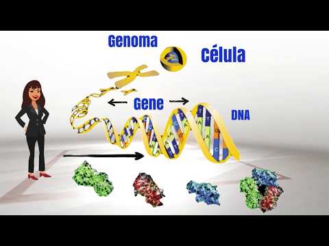 Vídeo: Los Perfiles De Expresión De Genes Relacionados Con La Pared Celular Varían Ampliamente Entre Dos Endogámicos De Maíz Comunes Durante El Desarrollo Del Tallo
