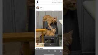 Picload Feed