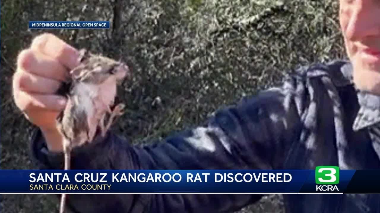 Santa Cruz kangaroo rat is discovered