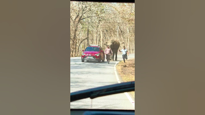 Tourists run for their lives to evade charging elephant