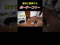 勝手に訓練するボーダーコリー