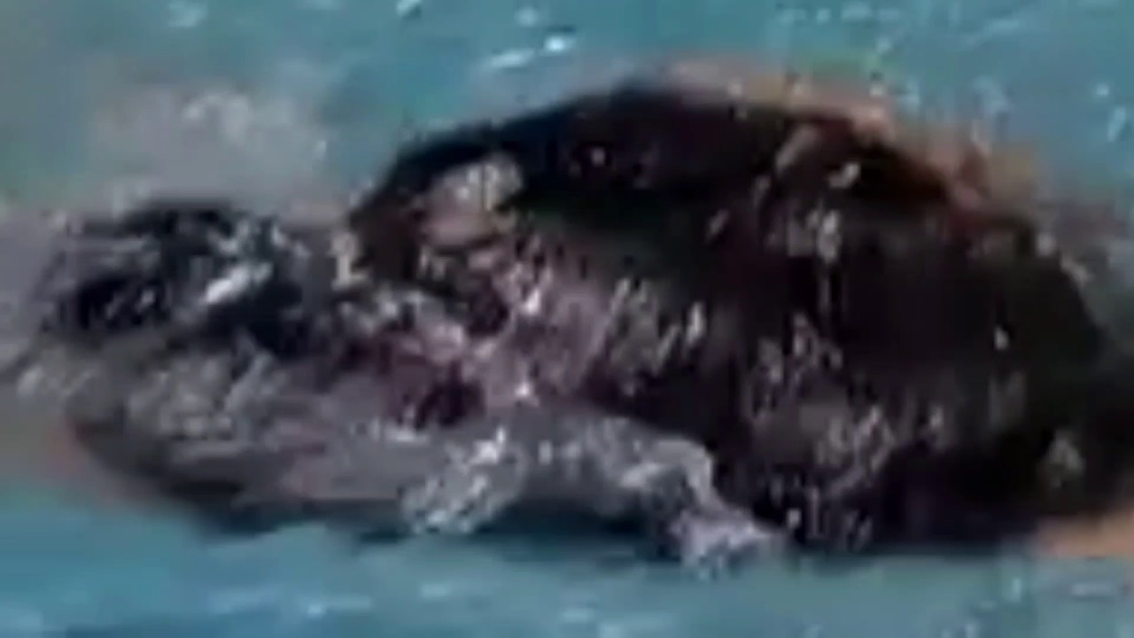 Brooke Burns Black Hydrasuit Butt swim reversed