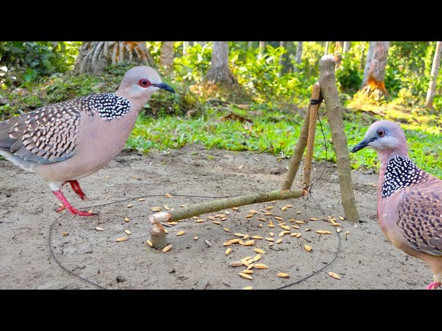 Easy Way to Bird trap from natural garden class=