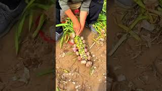 braiding fresh garlic stalks with their leaves neatly onto a long bundle in a farm field