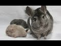 Шиншилла|Сколько пород Шиншилл?|Породы Шиншилл|Chinchilla|How many breeds of Chinchilla?