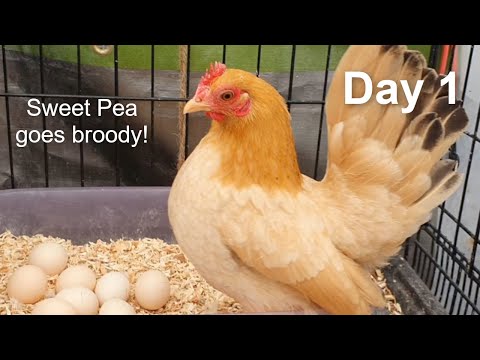 Pet Hen Hatching Tiny Chicks Day 1: Tiny Broody Serama Hens Steal Each Others Nests!