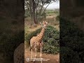 Giraffe centre nairobi