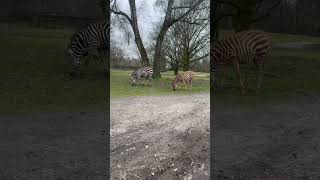 Baby and grown up Zebra grazing #animals #zebra