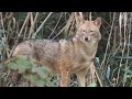 Čagalj u Izraelu - Canis auris - Jackal