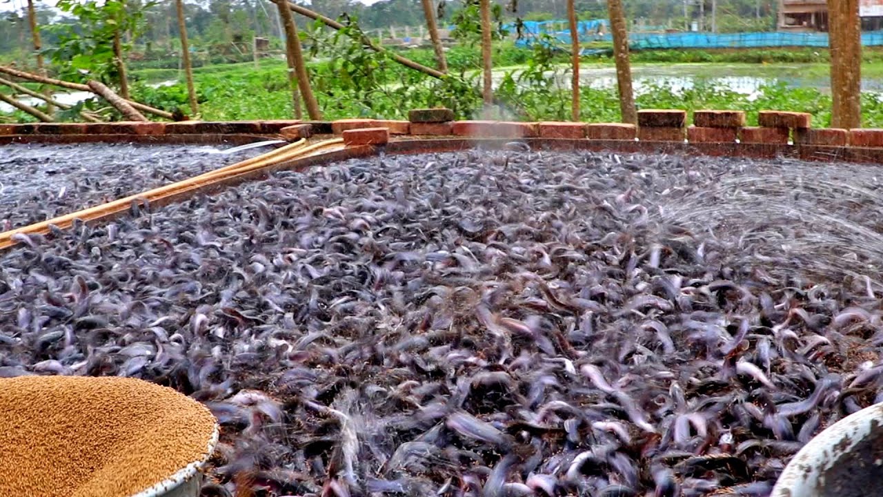 growth performance of million catfish Fish Feeding in Farm stature