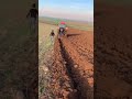 ويلي ويلي طيور الجنة في المغرب هدو جنون 