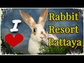Rabbit Resort Pattaya Раббит Резорт Паттайя Таиланд 2018