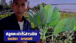 ปลูกคะน้าไร้สารพิษ-โดยธงชนะ พรหมมิ