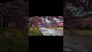 ANOTHER SIDE IN JAPAN / IZU いず /   日本の美しい観光地、小川、桜の景色、そして都市の景色 #japan #japantravel #shortsfeed