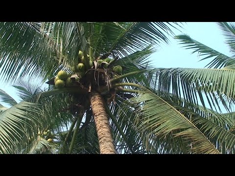 Wideo: Wszechstronne Drzewo Kokosowe