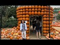Leony Ariola USA is live! Pumpkin 🎃