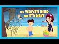 The Weaver Bird And It's Nest | New Kids Story | Tia & Tofu Storytelling | Kid's Stories | Kids Hut