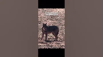 ابن آوى الواوي شمال المملكة منطقة الجوف واوي 