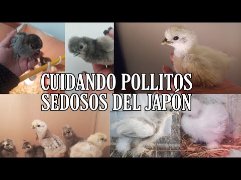 COMO CUIDAR POLLITOS SILKIE/SEDOSOS DEL JAPÓN