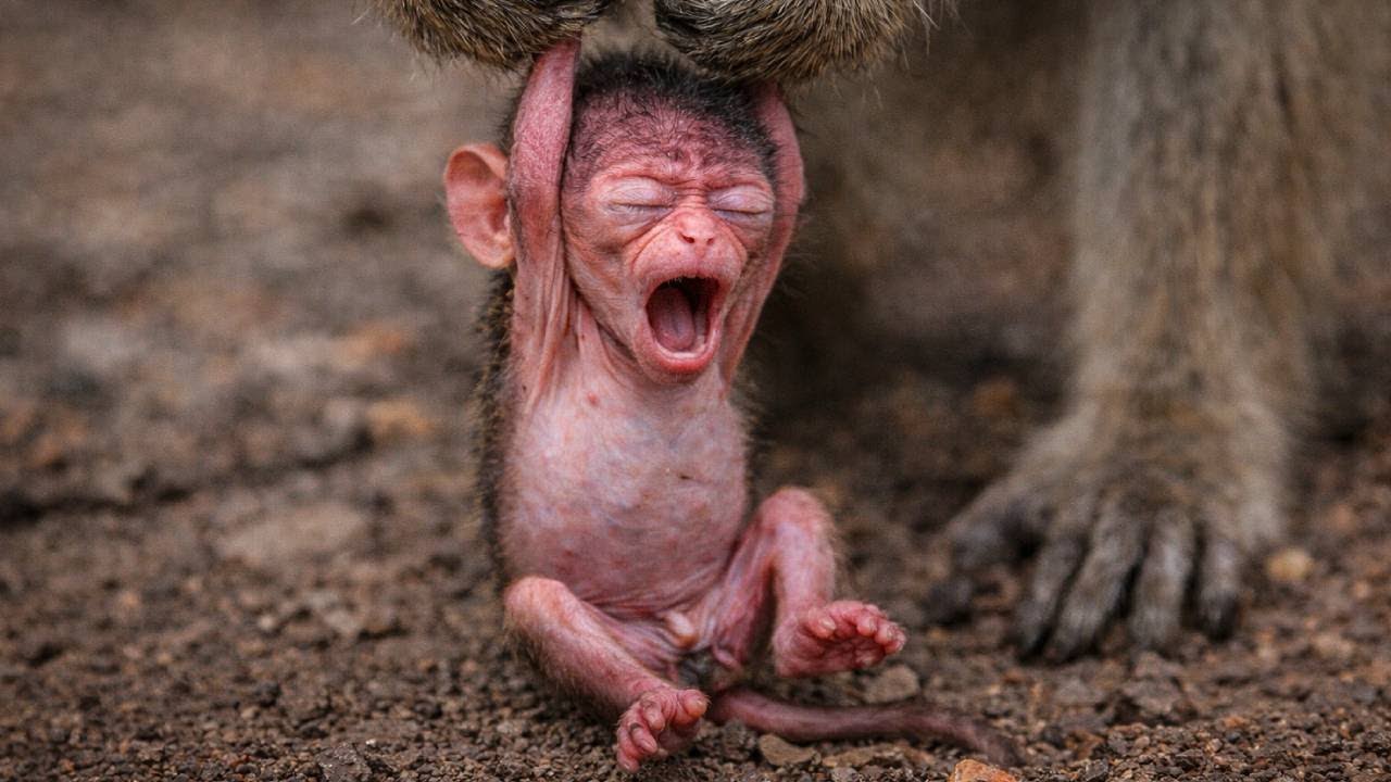 🔴 LIVE: Too Cute to Handle! Lovely Newborn Baby Monkey Moments 🐒💞