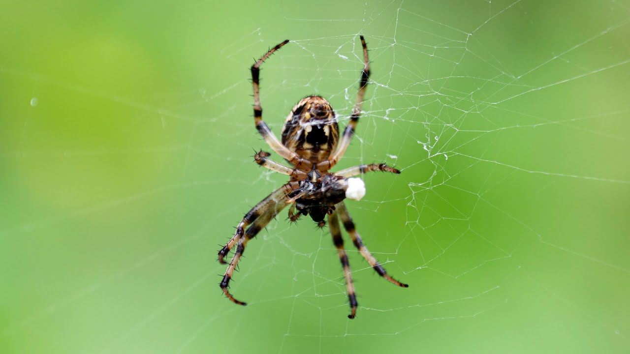 WRAPPED IN SILK 🕸️ | MACRO VIDEO   