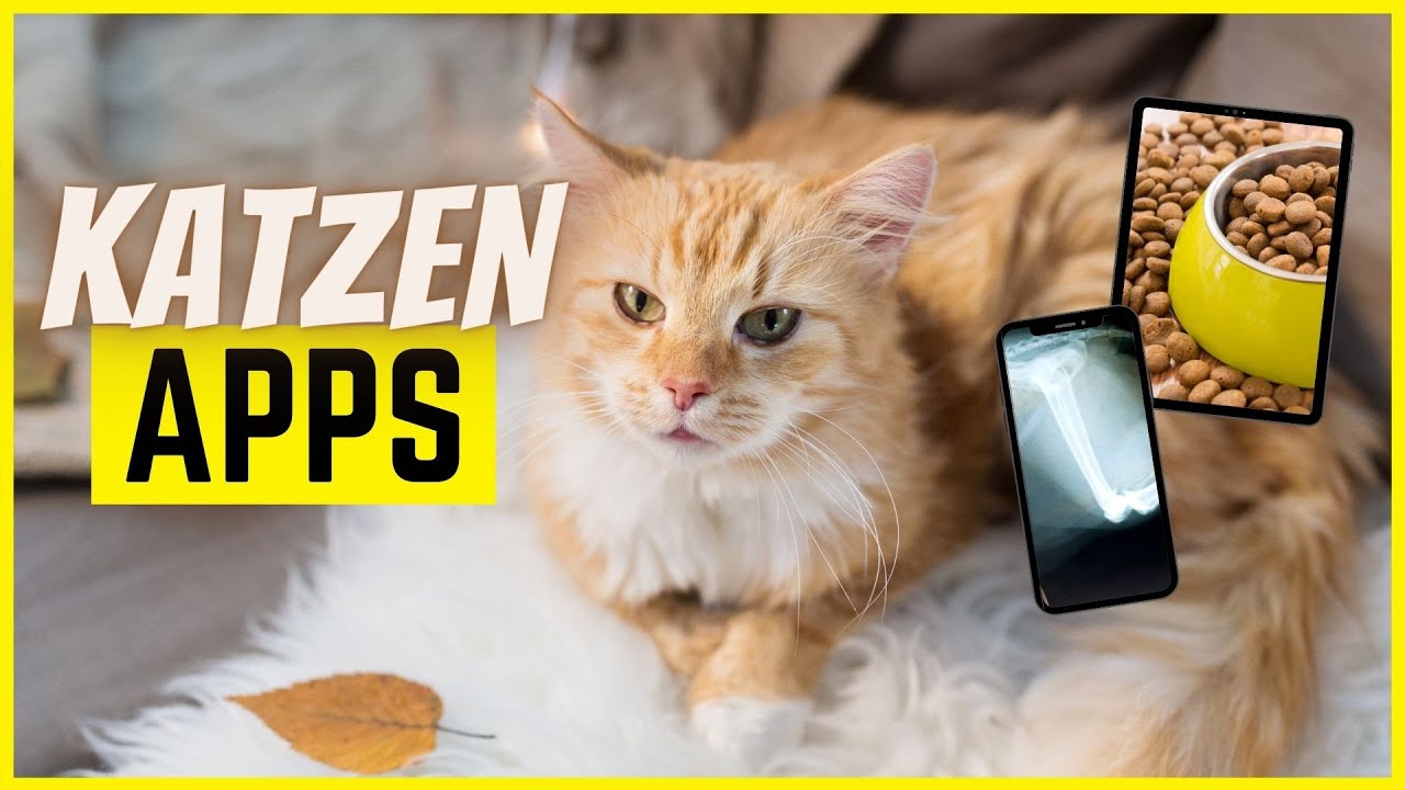 New Update 5 Apps, die jeder Katzenbesitzer dringend kennen sollte...