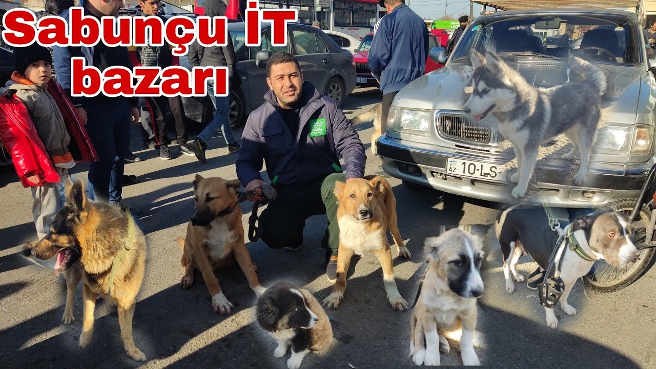 Sabunçu İT bazarı.05.12.21 #sabuncuitbazari #sabuncutoyuqbazari #sabuncuqusbazari #mubarizemintv