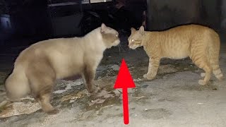 Kucing abu abu marah dan menerima tantangan kucing oyen by Hewan & peliharaan 408 views 5 days ago 5 minutes, 58 seconds