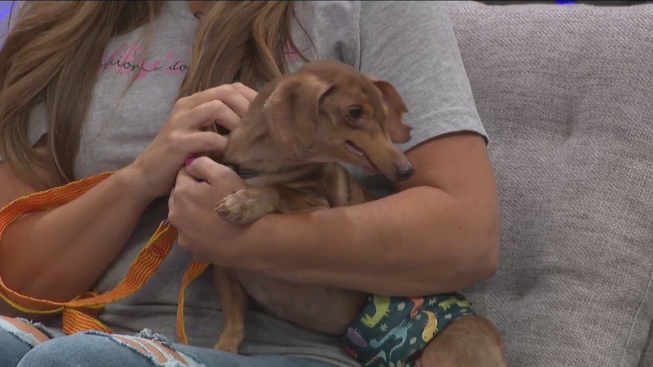 Taffy's Touch Senior Dog Rescue 6/3/24 YouTube