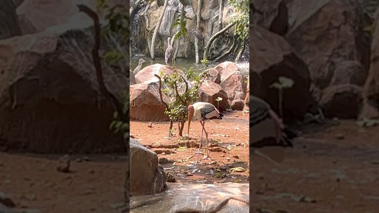 Rare Birds Spotted at Rani Baug! 🐦✨ 