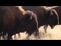 Bisonte Americano - Reserva Janos. CONANP 2014