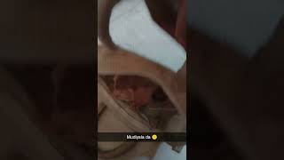 #catvideos #cat atrocities #kitty #ginger