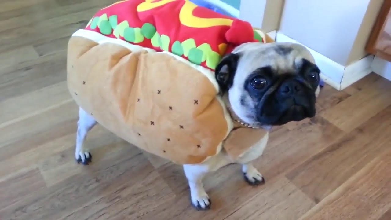 Top 100 Cute and Funny Animal Videos of 2020   Funny Pet Videos