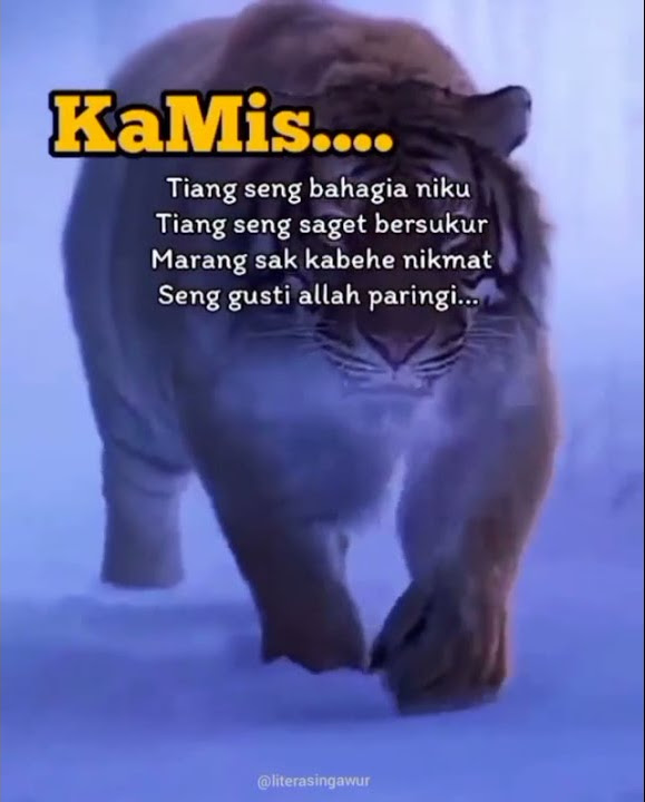 story' wa harimau marah