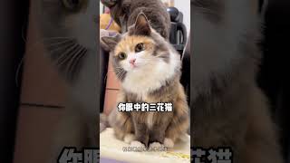 猫咪找对象,也有审美标准!#cat #share #funny