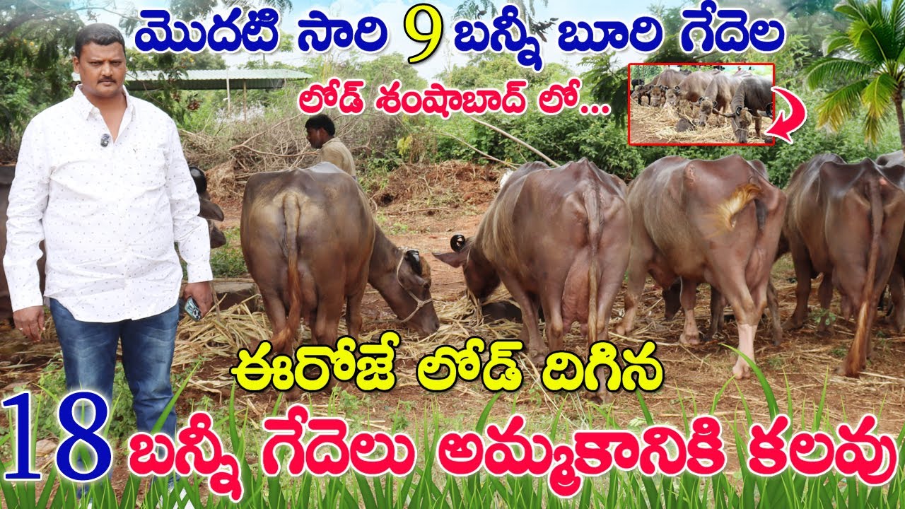 ఈ రోజే దిగిన 18 బన్నీబూరి గేదెలు |Bunni Buffaloes for sale in Shamshabad | తగ్గిన గేదెల ధరలు |CBNews