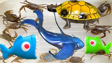 Kem Ốc Chanel bắt con cá thủy quái, cá voi, cứu đàn rùa, con cua, con cá. Được ông già noel tặng quà